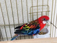Hazır Ele Kola Alışık Rozella Papağanı Isırması Falan Yok