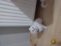 SCOTTİSH FOLD PAŞAM HAZIR