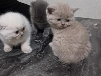 45-50 günlük kedimiz