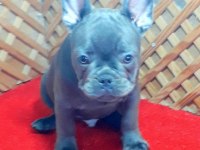 BLUE QUAD ERKEK FRENCH BULLDOG YAVRUMUZ İZMİR