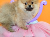 İzmirde Ayı Surat Orjinal Pomeranian Boo Yavruları