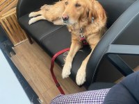 Ücretsiz takip şartıyla sahiplendirilecek golden retriever