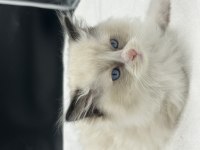 Safkan Ragdoll Bebekleri