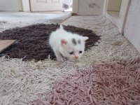 British shorthair yavrularımız rezerveye uygundur