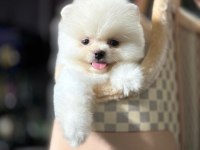 Pomeranian boo yavrum