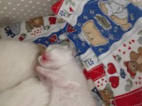 Yavrularımız veteriner bakımlıdır exotic shorthair