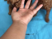 Toy poodle yavrularımız