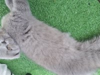 2 aylık yavru scottish fold