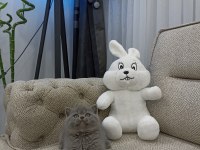 Ayı Surat British Shorthair