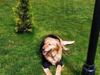 Acil - golden retriever