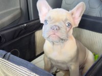 FRENCH BULLDOG YAVRULARI