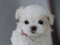 SAFKAN ANNE BABADAN MALTESE YAVRULAR
