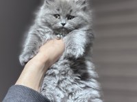 Ankaranın en iddialı dişi british longhair bebeği