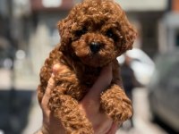 Toy Poodle Köpeği