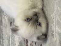 Safkan British shorthair