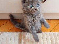 GRİ LİLAC DİŞİ ERKEK SAFKAN YAVRULAR