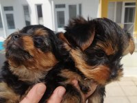 Yorkshire terrier