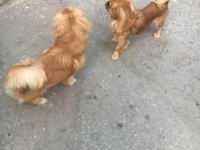 Pekinez köpeğim