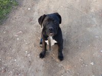 6 Aylık Cane Corso Erkek