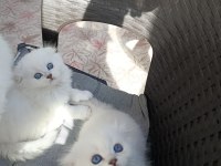 Sıfır kulak top kafa scottish fold bebekler
