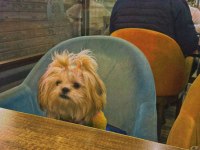 Shih tzu 2023 doğumlu yetişkin dişi