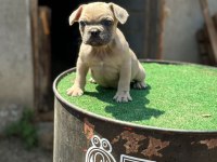 Teslim hazır İzabella+flufy carrier french bulldog yavrular