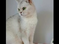 British Shorthair Silver Ns11