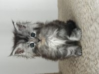 Tablo gibi güzel bir kız saf kan maine coon