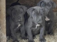 Cane Corso Köpeğimiz İçin Ulaşın