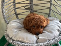 Toy poodle yavrularımız