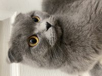 Scottish fold kızımız mia sahiplendirilecektir