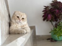 Scottish fold oğlumuza eş