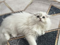 Dünyalar güzeli scottish fold bebekler