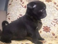 PUG MOPS YAVRULARI