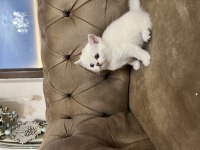 Lynx point scottish straight yavrularım