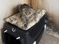 Bu minik kedilere ömürlük yuva