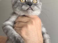 Show Kalite Safkan British Shorthair Yavrular