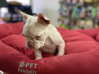 Mavi Gözlü Maskeli French Bulldog Erkek Yavrumuz