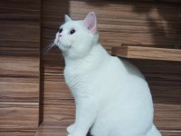 7 AYLIK göz british shorthair bebeğimiz