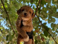 Maltipoo Bebekler 