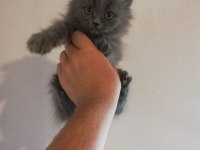 2 aylık British Longhair Dişi Yavrular