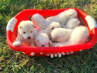 KAR BEYAZI SAMOYED YAVRULARIMIZ YENİ SAHİBİNİ ARIYOR