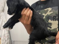 DİŞİ ERKEK ÜST KALİTE MALTESE BEBEKLER