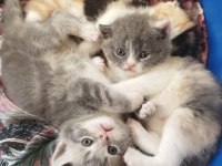 Babası exotic annesi scottish fold