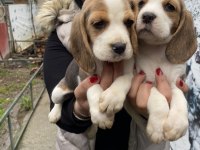 Sağlık ve ırk garantili safkan beagle yavrularım
