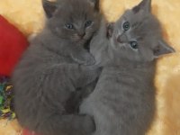 British shorthair gri yavrular