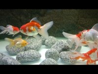 Pasifik PetShop dan XXL ORANDO JAPONLAR