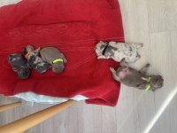 Saf kan french bulldog yavruları