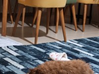 Dünya tatlısı şeker gibi toy poodle