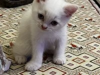Safkan british shorthair yavrularım teslime